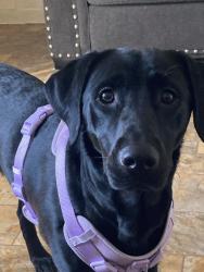 Lost Female Dog last seen Central buckeye phx, Phoenix, AZ 85003