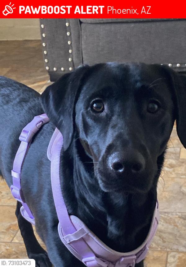 Lost Female Dog last seen Central buckeye phx, Phoenix, AZ 85003