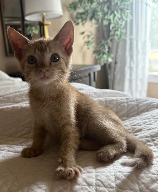 Shelter Stray Male Cat last seen Bexar County, 3353 Morningside Dr, New Braunfels, TX 78132, USA