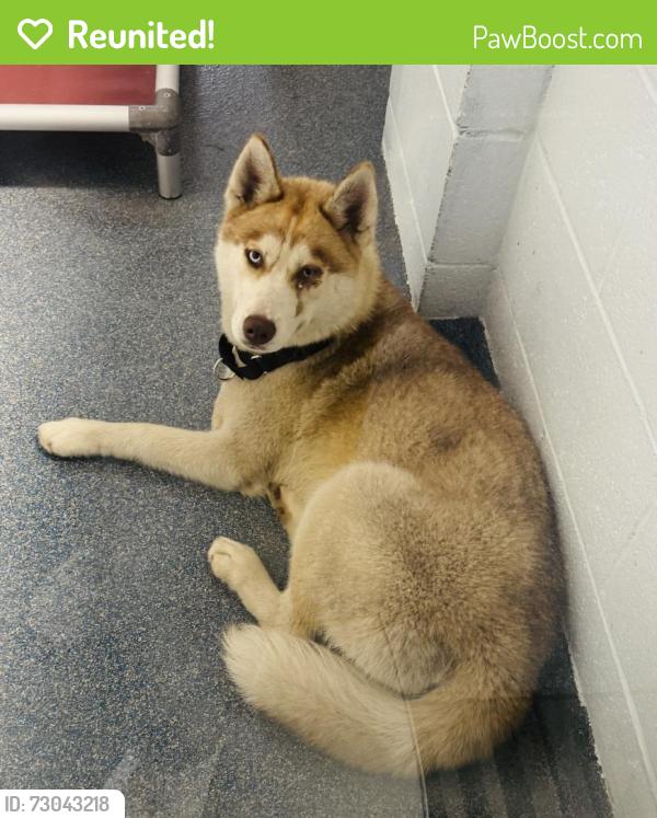 Reunited Female Dog last seen Lake Avenue Clifton, Clifton, NJ 07011
