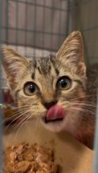 Shelter Stray Female Cat last seen Bexar County, 3353 Morningside Dr, New Braunfels, TX 78132, USA