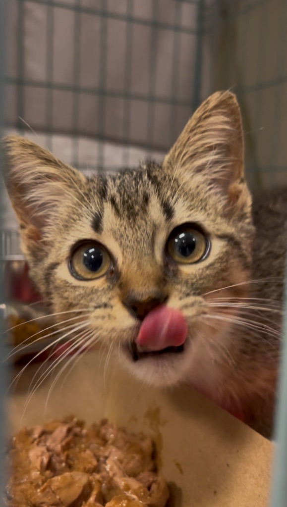 Shelter Stray Female Cat last seen Bexar County, 3353 Morningside Dr, New Braunfels, TX 78132, USA