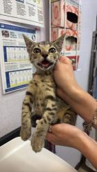 Shelter Stray Female Cat last seen Bexar County, 3353 Morningside Dr, New Braunfels, TX 78132, USA