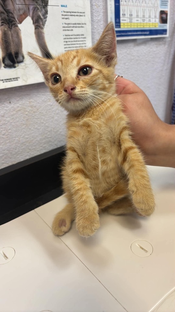 Shelter Stray Female Cat last seen Bexar County, 3353 Morningside Dr, New Braunfels, TX 78132, USA