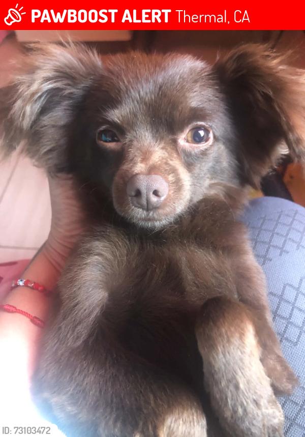 Lost Male Dog last seen Sea view elementary, Thermal, CA 92274