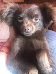 Lost Male Dog last seen Sea view elementary, Thermal, CA 92274