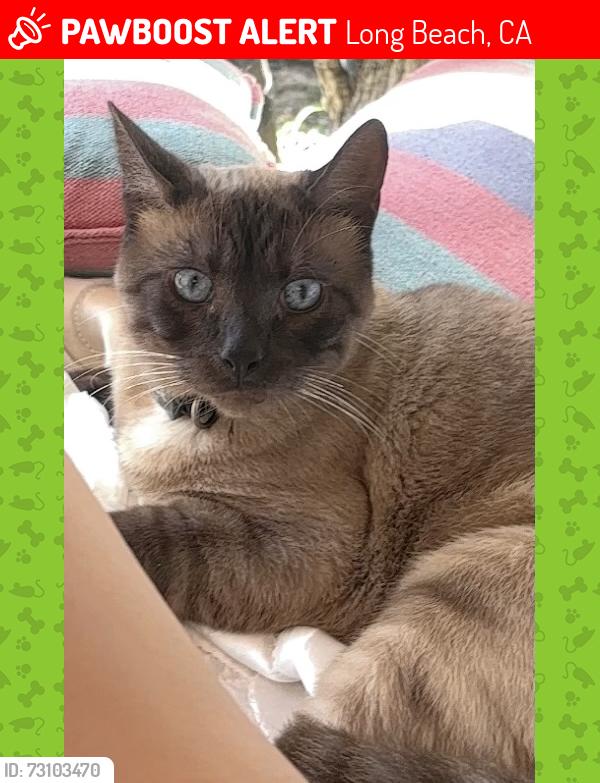 Lost Male Cat last seen Hayes and redway street, Long Beach, CA 90810