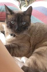 Lost Male Cat last seen Hayes and redway street, Long Beach, CA 90810