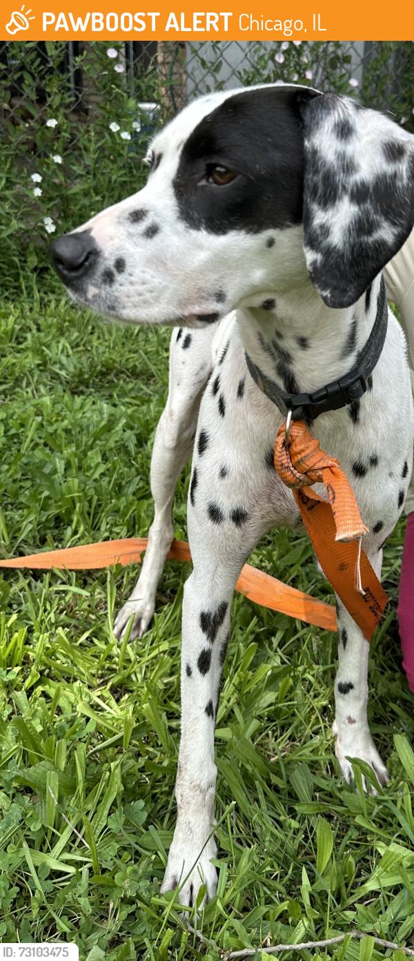 Found/Stray Unknown Dog last seen 59th and Western, Chicago, IL 60629