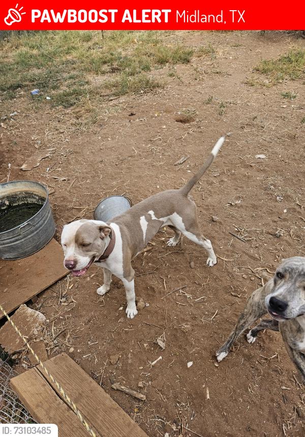 Lost Male Dog last seen A street cemetery, Midland, TX 79705