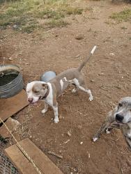 Lost Male Dog last seen A street cemetery, Midland, TX 79705