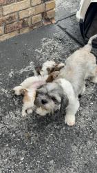Reunited Female Dog last seen Himes and Columbus by the 711, Tampa, FL 33602