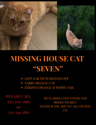 Lost Male Cat last seen Near 72nd St NE, Albertville, MN 55301