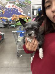 Reunited Female Dog last seen Garland Tx, Garland, TX 75041