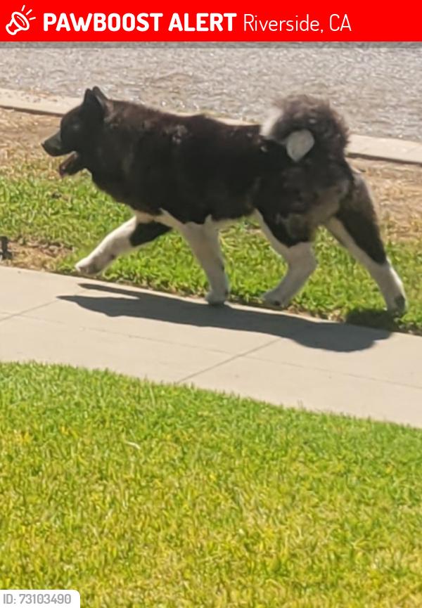 Lost Unknown Dog last seen 1st and Lemon, Riverside, CA 92501