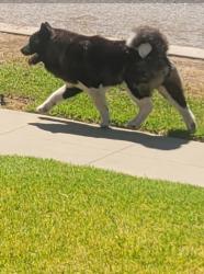Lost Unknown Dog last seen 1st and Lemon, Riverside, CA 92501
