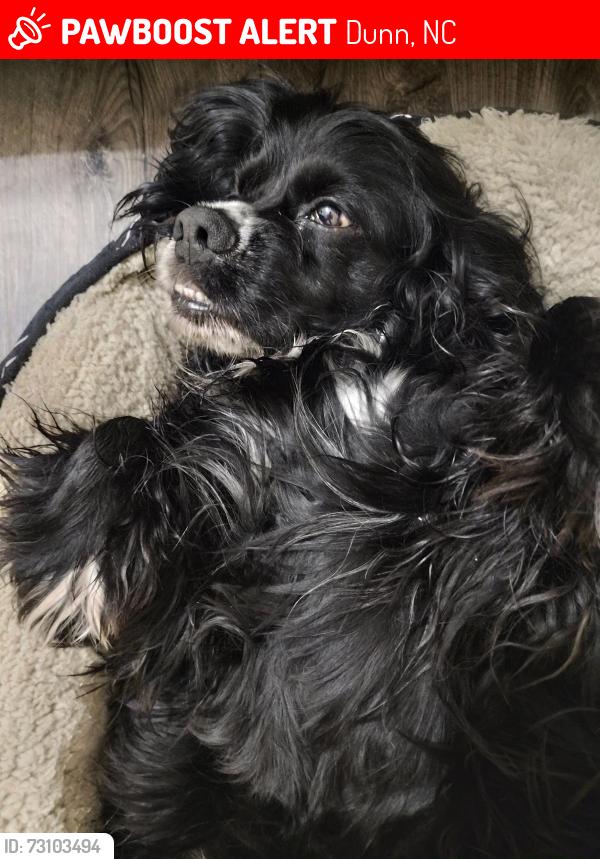 Lost Male Dog last seen Near Bruce dr Dunn NC 28334, Dunn, NC 28334