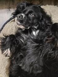 Lost Male Dog last seen Near Bruce dr Dunn NC 28334, Dunn, NC 28334