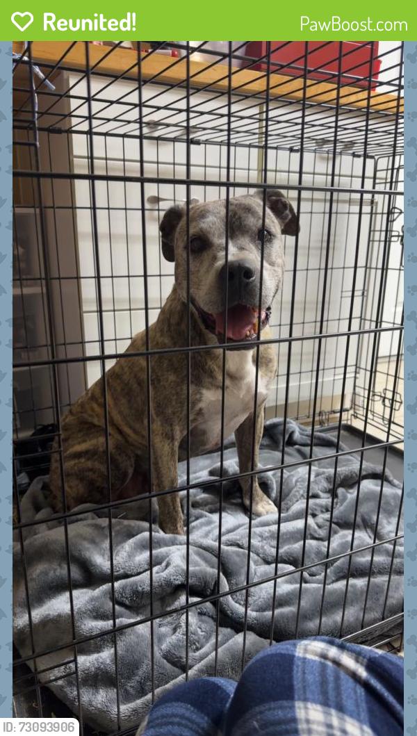 Reunited Male Dog last seen Hyland farms neighborhood off Blanton rd, Pasco County, FL 33523