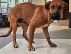 Shelter Stray Female Dog last seen , 3201 Lacy St, Los Angeles, CA 90031, USA