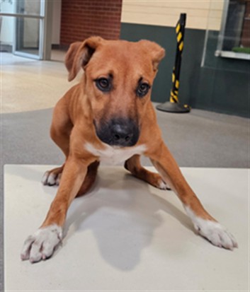 Shelter Stray Female Dog last seen , 3201 Lacy St, Los Angeles, CA 90031, USA