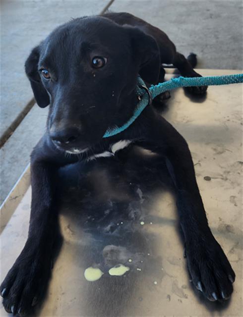 Shelter Stray Female Dog last seen Near BLOCK WEEDPATCH HWY, BAKERSFIELD CA 93307, 3951 Fruitvale Ave, Bakersfield, CA 93308, USA