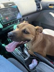 Shelter Stray Female Dog last seen Near BLOCK FRUITVALE AVE, BAKERSFIELD KERN COUNTY CA 93308, 3951 Fruitvale Ave, Bakersfield, CA 93308, USA
