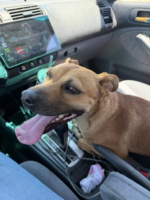 Shelter Stray Female Dog last seen Near BLOCK FRUITVALE AVE, BAKERSFIELD KERN COUNTY CA 93308, 3951 Fruitvale Ave, Bakersfield, CA 93308, USA