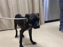 Shelter Stray Female Dog last seen Near BLOCK N 24TH PL, 3839 W Burnham St, West Milwaukee, WI 53215, USA