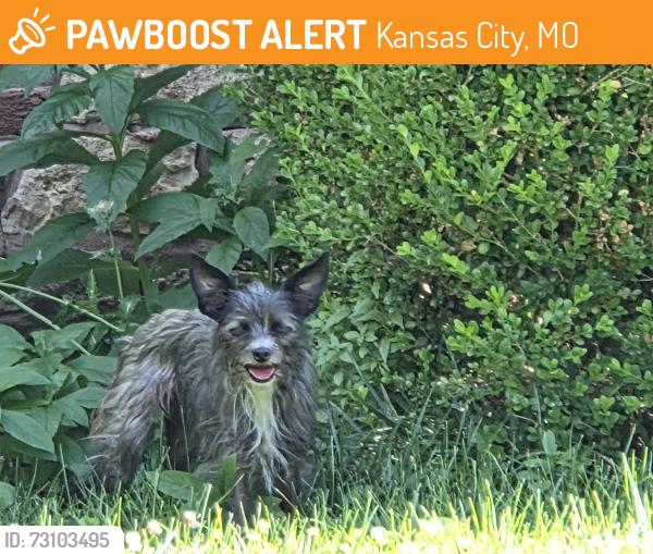 Found/Stray Unknown Dog last seen Gregory/oak. I block north, Kansas City, MO 64113