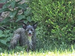 Found/Stray Unknown Dog last seen Gregory/oak. I block north, Kansas City, MO 64113