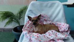 Shelter Stray Female Dog last seen , 4275 Elton St, Baldwin Park, CA 91706, USA