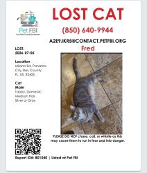 Reunited Male Cat last seen Venetian villas, Panama City, FL 32405