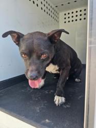 Shelter Stray Male Dog last seen Near BLK PERRIS WY, BAKERSFIELD, CA, 201 S Mt Vernon Ave, Bakersfield, CA 93307, USA