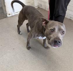 Shelter Stray Male Dog last seen Near BLOCK DATE ST, 333 Chandler Pl, San Bernardino, CA 92408, USA