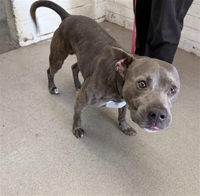 Shelter Stray Male Dog last seen Near BLOCK DATE ST, 333 Chandler Pl, San Bernardino, CA 92408, USA
