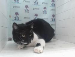 Shelter Stray Male Cat last seen , 2769 Conroy Rd, Orlando, FL 32839, USA