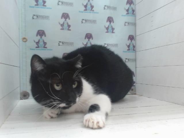 Shelter Stray Male Cat last seen , 2769 Conroy Rd, Orlando, FL 32839, USA