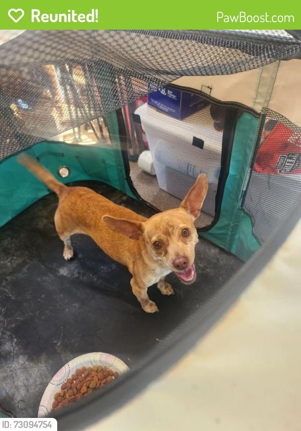 Reunited Female Dog last seen Oliver Rd and 211, Hall County, GA 30542