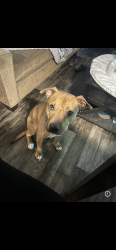 Lost Male Dog last seen 73rd and mountain view, Peoria, AZ 85345