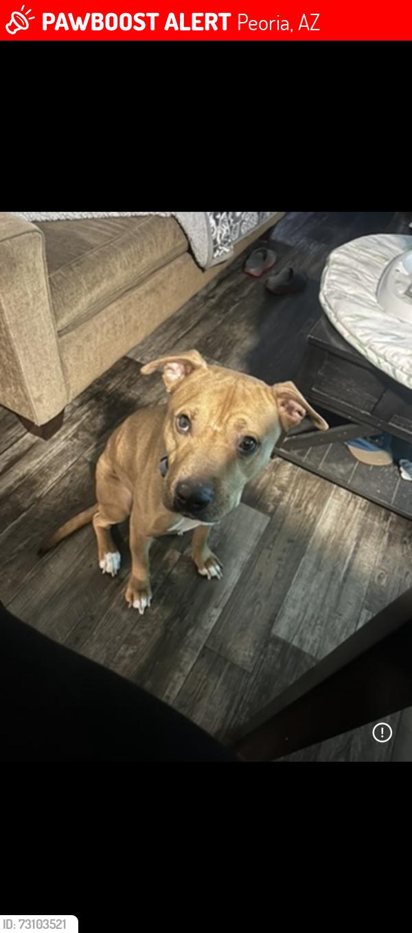 Lost Male Dog last seen 73rd and mountain view, Peoria, AZ 85345
