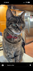 Lost Male Cat last seen Cockshutt / Highway 3, Norfolk, ON N3Y 4K4