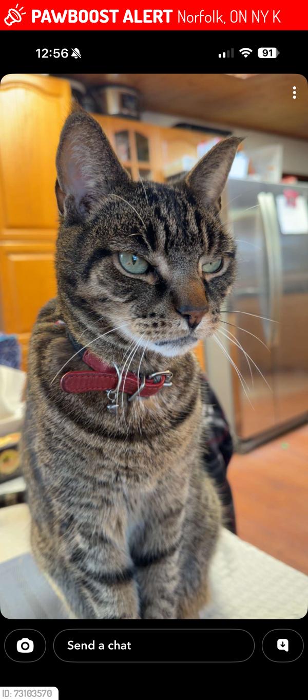 Lost Male Cat last seen Cockshutt / Highway 3, Norfolk, ON N3Y 4K4