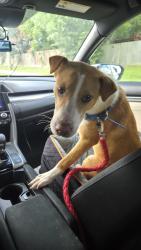 Found/Stray Female Dog last seen Hayman drive and n fry rd, Harris County, TX 77449