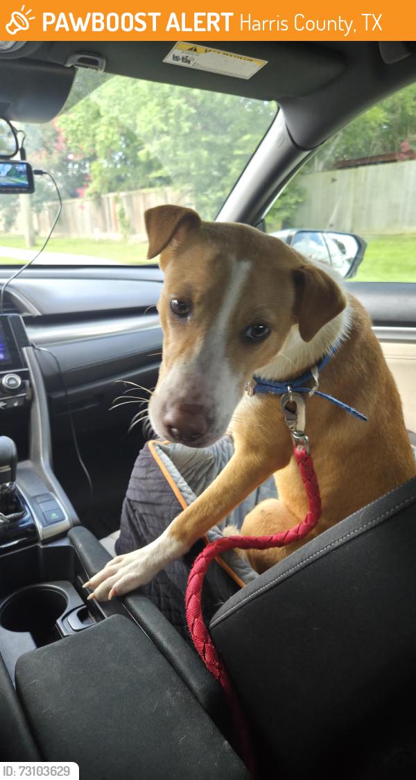 Found/Stray Female Dog last seen Hayman drive and n fry rd, Harris County, TX 77449