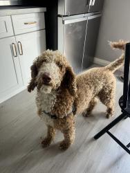 Found/Stray Male Dog last seen Eucalyptus and San Antonio, College Park Chino Hills, Chino, CA 91710