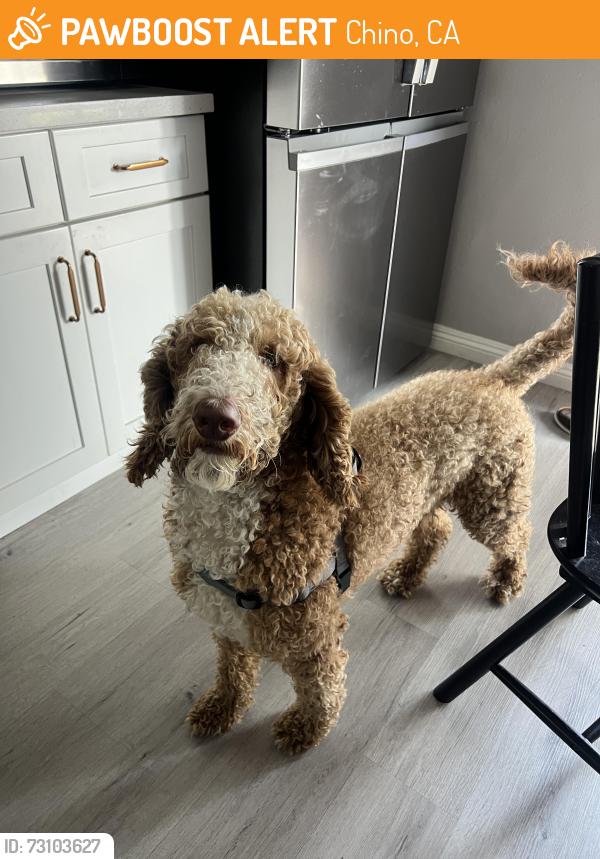 Found/Stray Male Dog last seen Eucalyptus and San Antonio, College Park Chino Hills, Chino, CA 91710