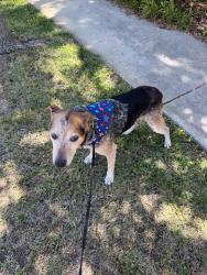 Found/Stray Male Dog last seen Tukwet and champions rd, Calimesa, CA 92320