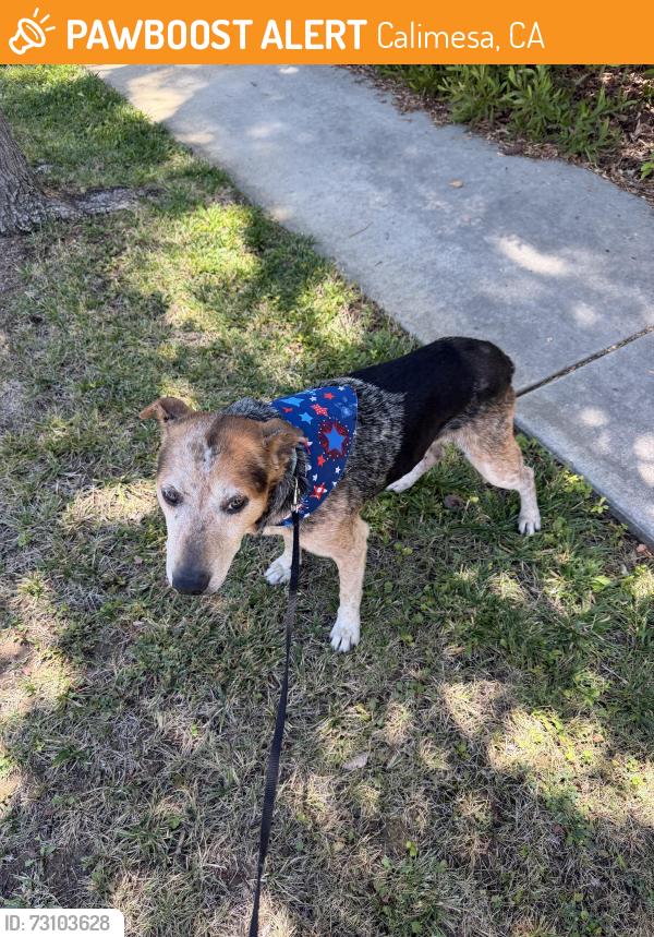 Found/Stray Male Dog last seen Tukwet and champions rd, Calimesa, CA 92320