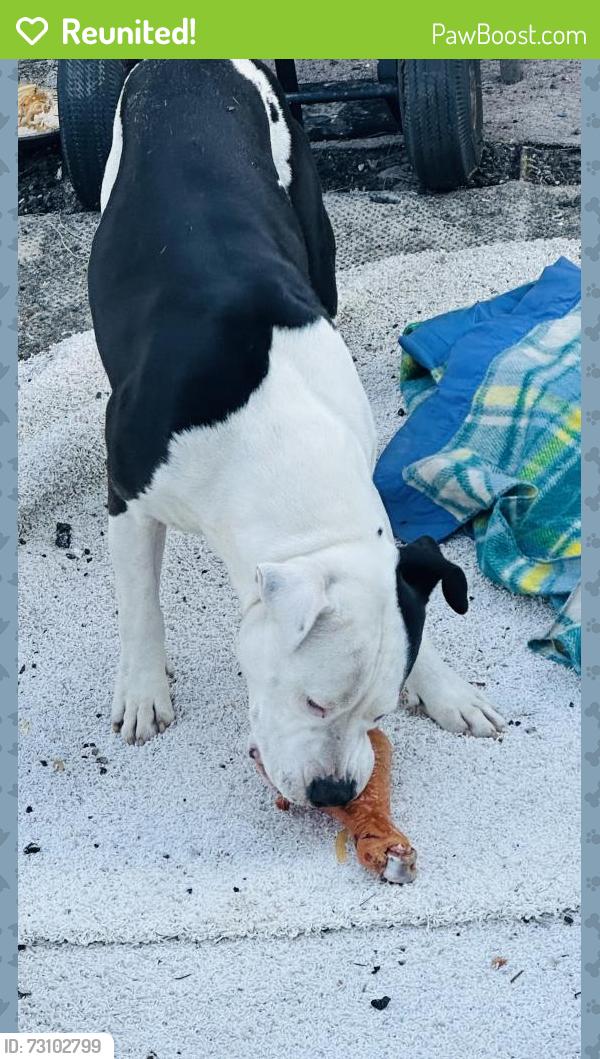 Reunited Male Dog last seen N A St Lake Worth Fl 33460, Lake Worth Beach, FL 33460